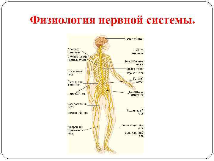 Физиология нервной системы. 