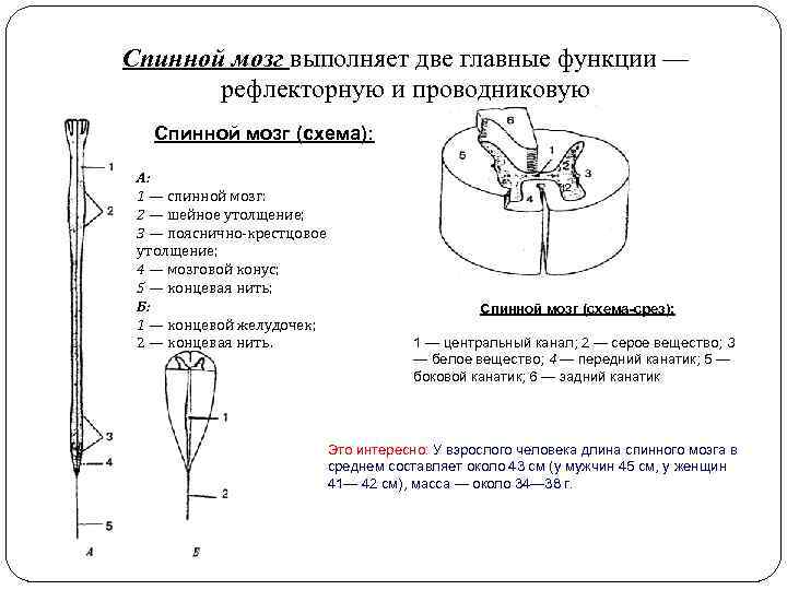 Спинной мозг выполняет две главные функции — рефлекторную и проводниковую Спинной мозг (схема): А: