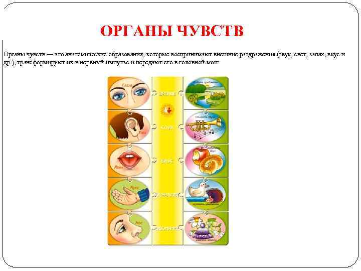 ОРГАНЫ ЧУВСТВ Органы чувств — это анатомические образования, которые воспринимают внешние раздражения (звук, свет,