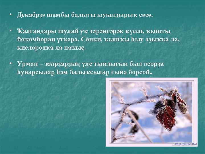  • Декабрҙә шамбы балығы ыуылдырыҡ сәсә. • Ҡалғандары шулай уҡ тәрәнгәрәк күсеп, ҡышты