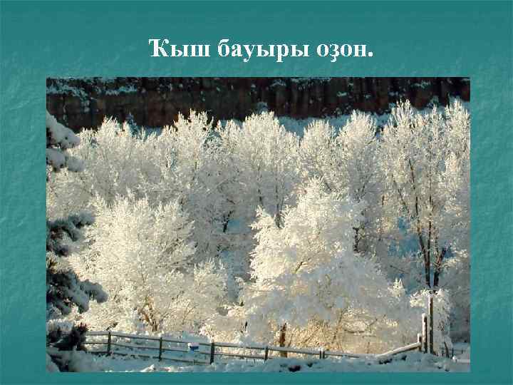 Ҡыш бауыры оҙон. 