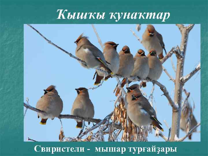 Ҡышҡы ҡунаҡтар Свиристели - мышар турғайҙары 