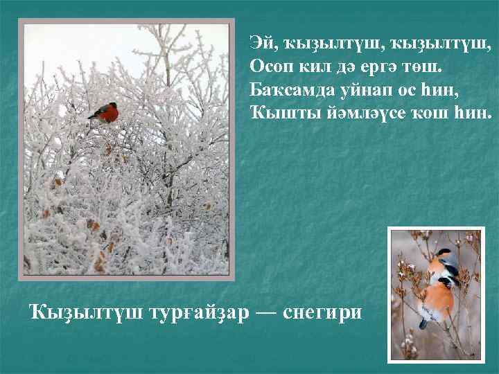 Эй, ҡыҙылтүш, Осоп кил дә ергә төш. Баҡсамда уйнап ос һин, Ҡышты йәмләүсе ҡош