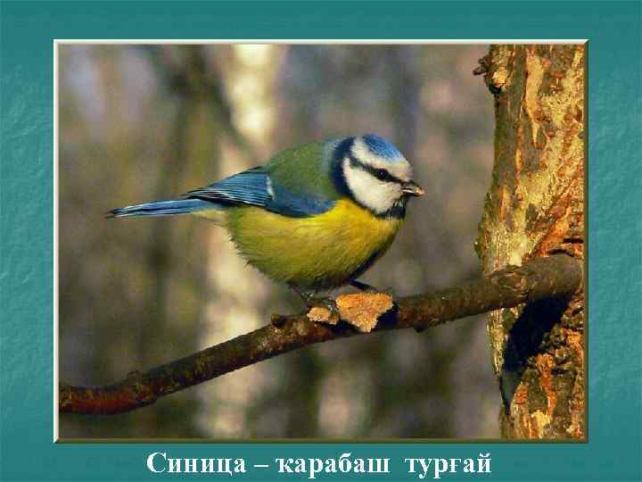 Синица – ҡарабаш турғай 