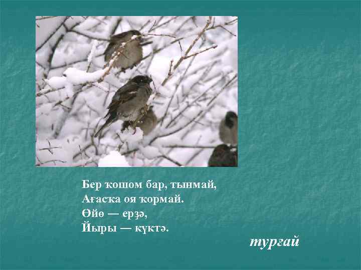 Бер ҡошом бар, тынмай, Ағасҡа оя ҡормай. Өйө ― ерҙә, Йыры ― күктә. турғай