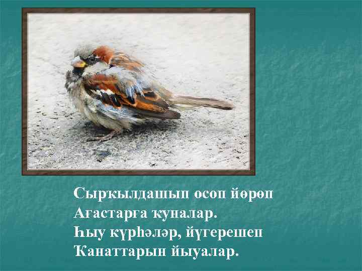 Сырҡылдашып осоп йөрөп Ағастарға ҡуналар. Һыу күрһәләр, йүгерешеп Ҡанаттарын йыуалар. 