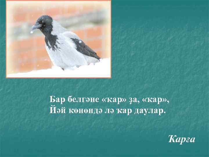 Бар белгәне «ҡар» ҙа, «ҡар» , Йәй көнөндә лә ҡар даулар. Ҡарға 