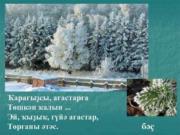 Ҡарағыҙсы, ағастарға Төшкән ҡалын. . . Эй, ҡыҙыҡ, гүйә ағастар, Торғаны әтәс. бәҫ 