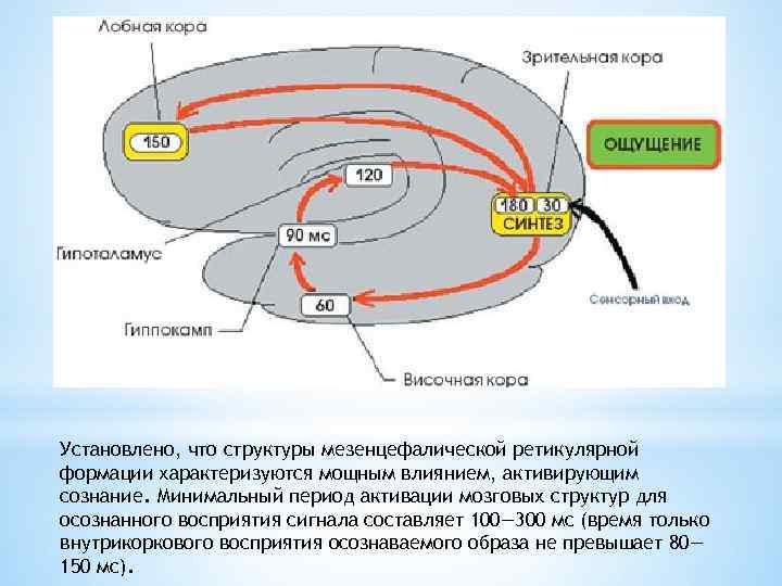 Установлено, что структуры мезенцефалической ретикулярной формации характеризуются мощным влиянием, активирующим сознание. Минимальный период активации