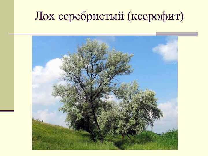 Лох серебристый (ксерофит) 