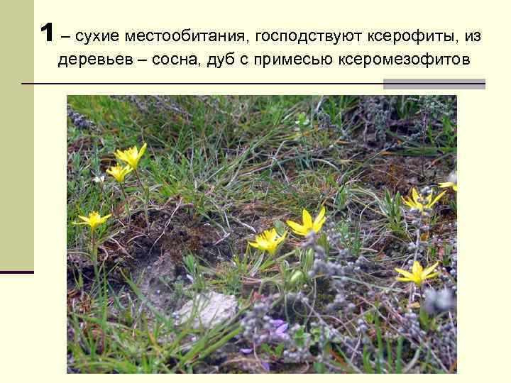1 – сухие местообитания, господствуют ксерофиты, из деревьев – сосна, дуб с примесью ксеромезофитов