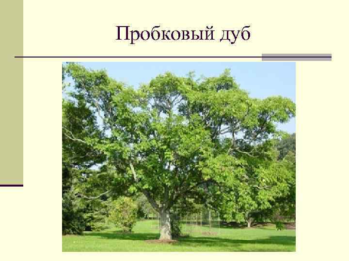 Пробковый дуб 