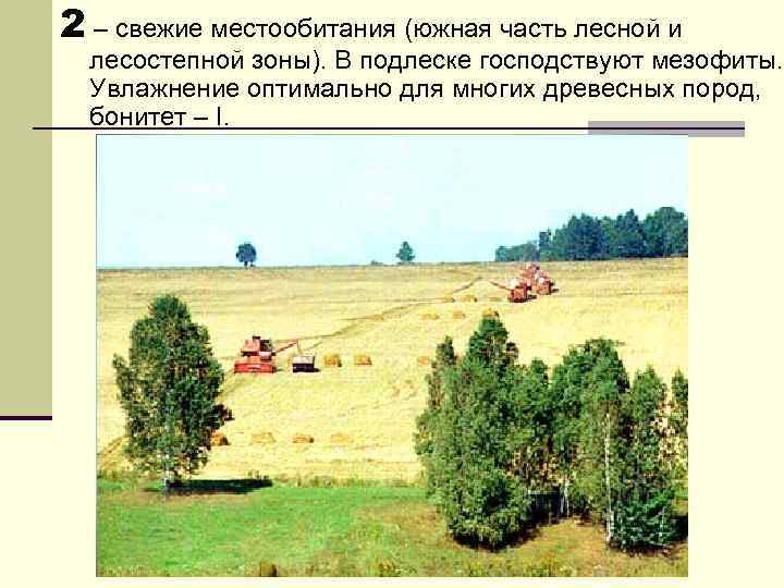 2 – свежие местообитания (южная часть лесной и лесостепной зоны). В подлеске господствуют мезофиты.