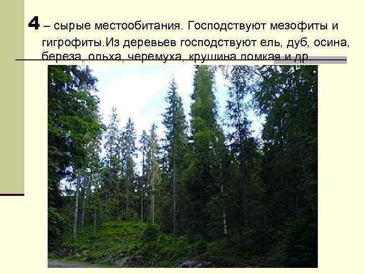 4 – сырые местообитания. Господствуют мезофиты и гигрофиты. Из деревьев господствуют ель, дуб, осина,