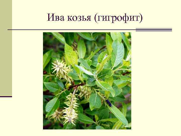 Ива козья (гигрофит) 