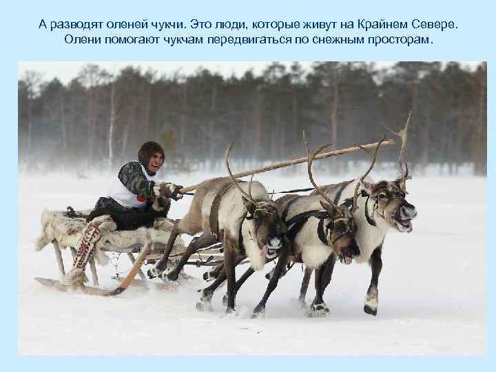 А разводят оленей чукчи. Это люди, которые живут на Крайнем Севере. Олени помогают чукчам