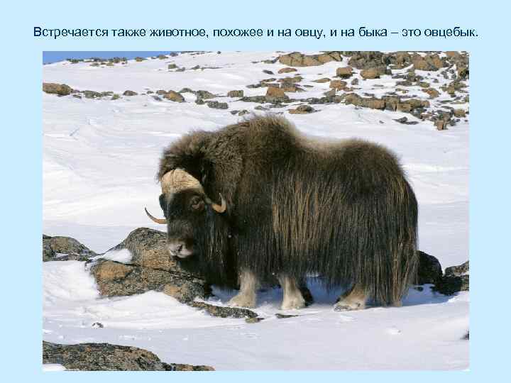 Встречается также животное, похожее и на овцу, и на быка – это овцебык. 