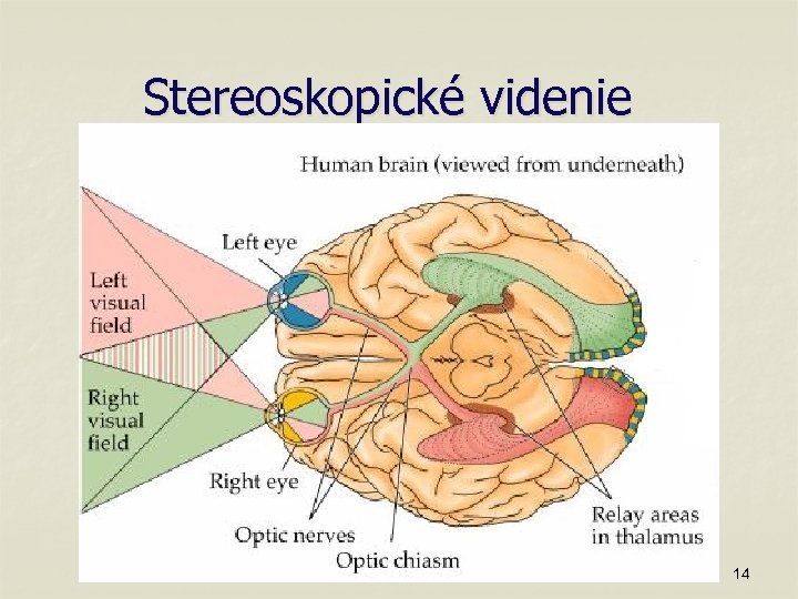 Stereoskopické videnie 14 
