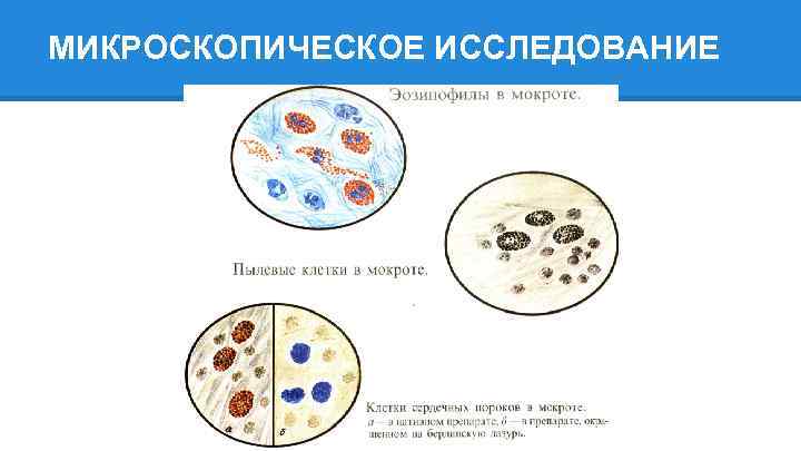 МИКРОСКОПИЧЕСКОЕ ИССЛЕДОВАНИЕ 