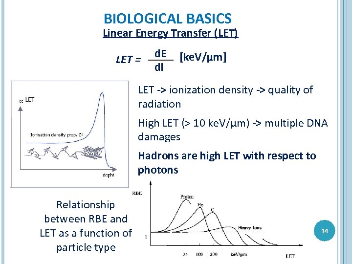 BIOLOGICAL BASICS Linear Energy Transfer (LET) LET = d. E dl [ke. V/μm] LET