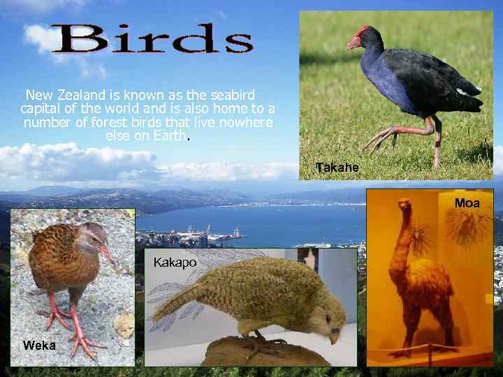 New Zealand is known as the seabird capital of the world and is also