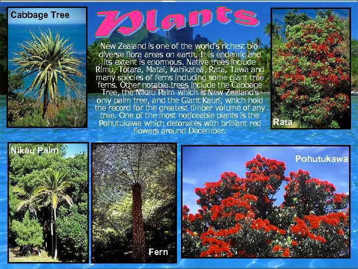 Cabbage Tree New Zealand is one of the world’s richest biodiverse flora areas on