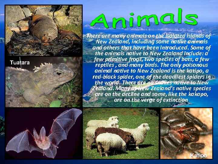 Tuatara There are many animals on the isolated islands of New Zealand, including some