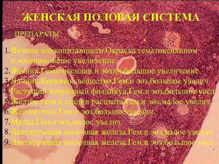 ЖЕНСКАЯ ПОЛОВАЯ СИСТЕМА ПРЕПАРАТЫ 1. Яичник млекопитающего. Окраска гематоксилином и эозином, малое увеличение. 2.