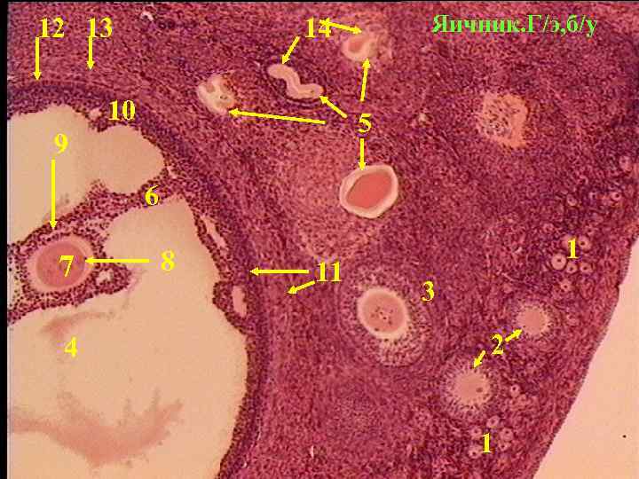 Яичник у млекопитающих. Яичник млекопитающего препарат гистология. Яичник млекопитающего окраска гематоксилином и эозином. Срез яичника млекопитающего.