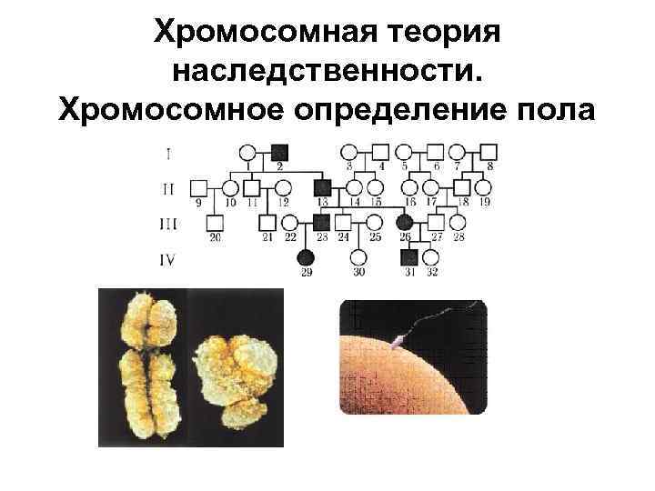 Хромосомная теория наследственности. Хромосомное определение пола 