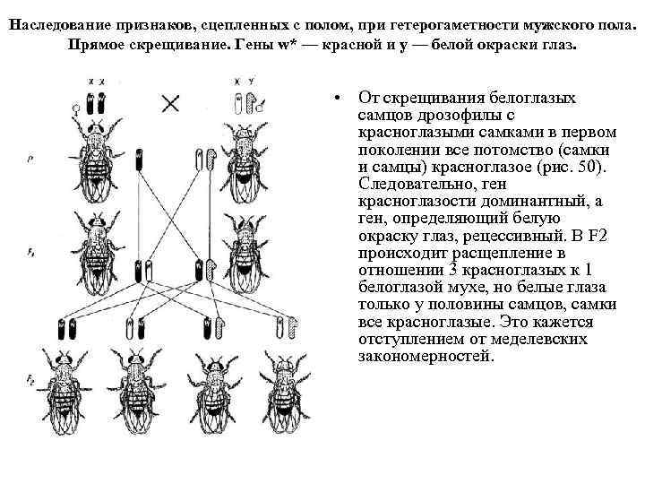 Наследование признаков, сцепленных с полом, при гетерогаметности мужского пола. Прямое скрещивание. Гены w* —