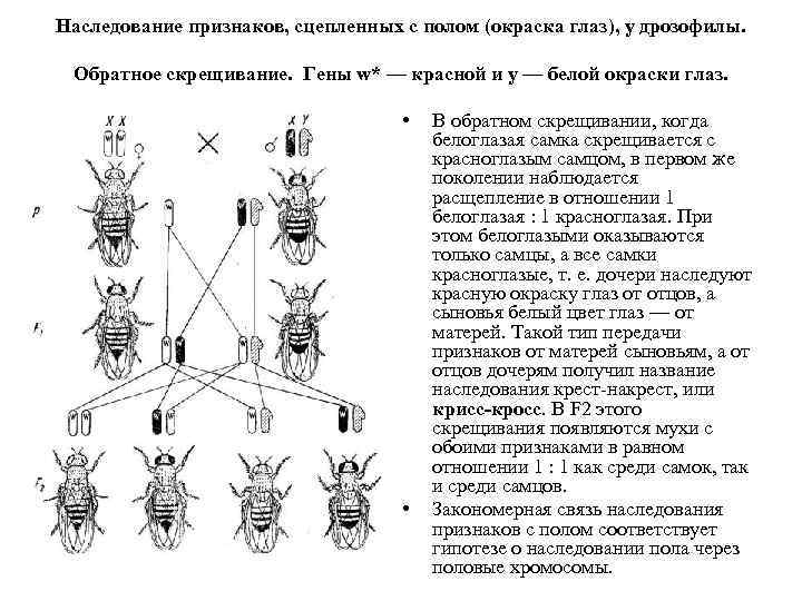 У дрозофилы ген желтой окраски