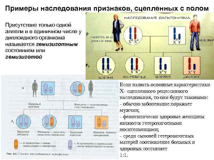 Примеры наследования признаков, сцепленных с полом Присутствие только одной аллели и в единичном числе