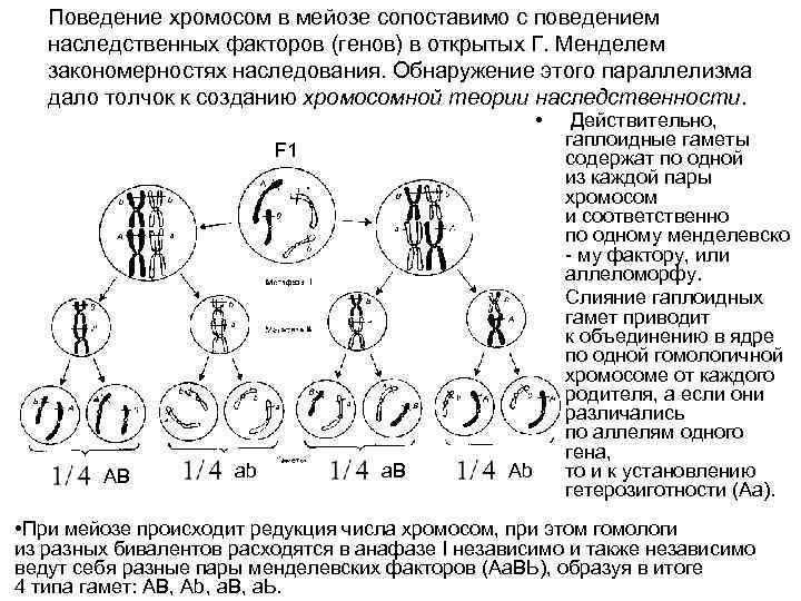 Хромосомный набор клеток мейоз