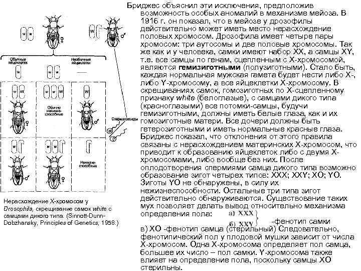 Нерасхождение Х-хромосом у Drosophila, скрещивание самок white с самцами дикого типа. (Sinnott-Dunn. Dobzhansky, Principles