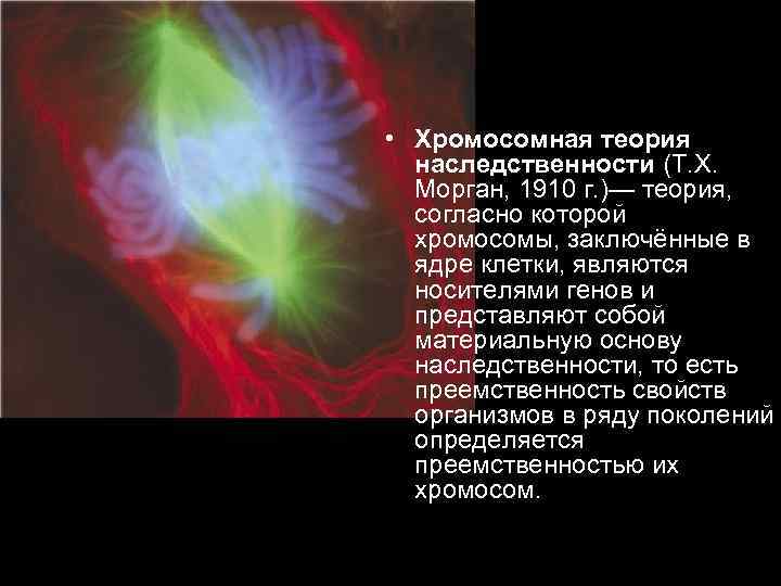  • Хромосомная теория наследственности (Т. Х. Морган, 1910 г. )— теория, согласно которой