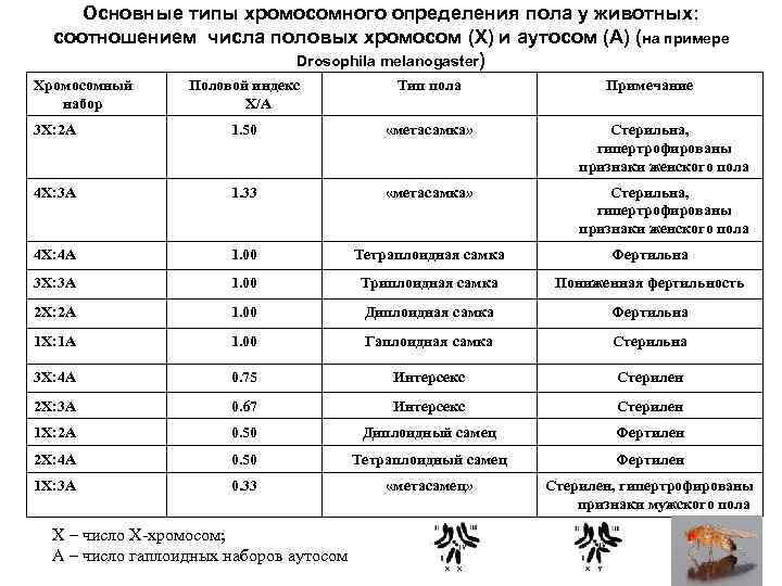 Балансовая теория определения пола