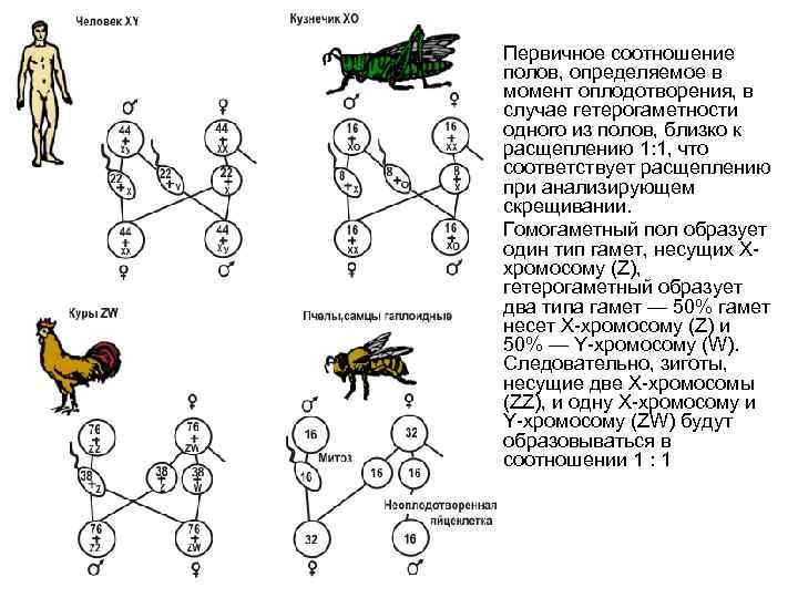  • • Первичное соотношение полов, определяемое в момент оплодотворения, в случае гетерогаметности одного