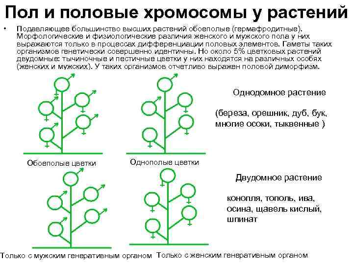 Хромосомы у растений