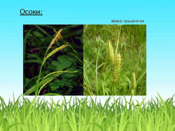 Осоки: осока пузырчатая 