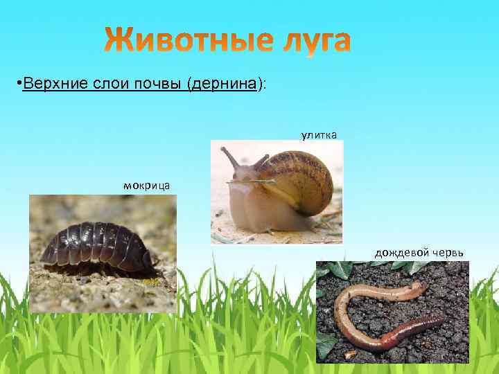  • Верхние слои почвы (дернина): улитка мокрица дождевой червь 