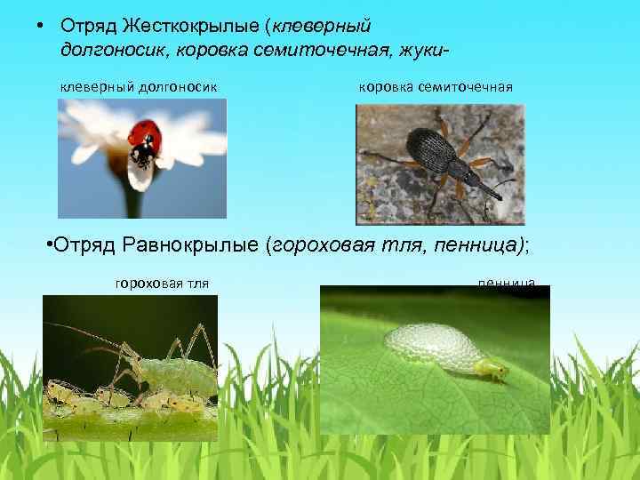  • Отряд Жесткокрылые (клеверный долгоносик, коровка семиточечная, жукиклеверный долгоносик коровка семиточечная • Отряд