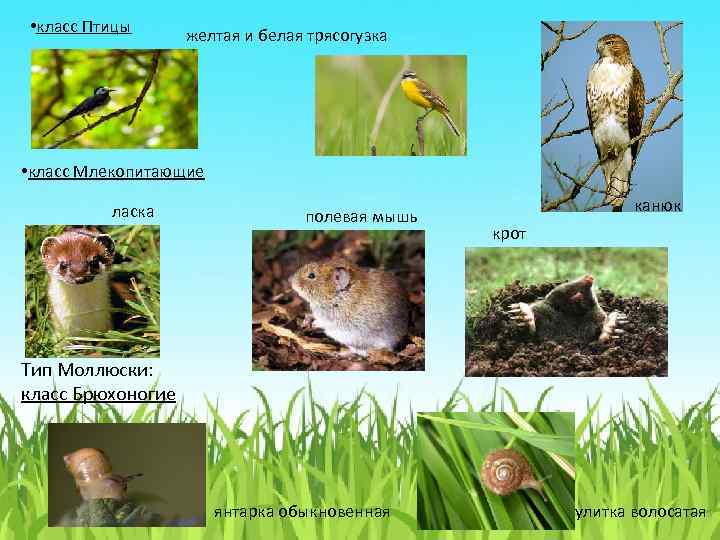  • класс Птицы желтая и белая трясогузка • класс Млекопитающие ласка полевая мышь