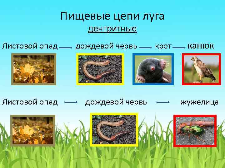 Пищевая цепочка луга 5 класс биология