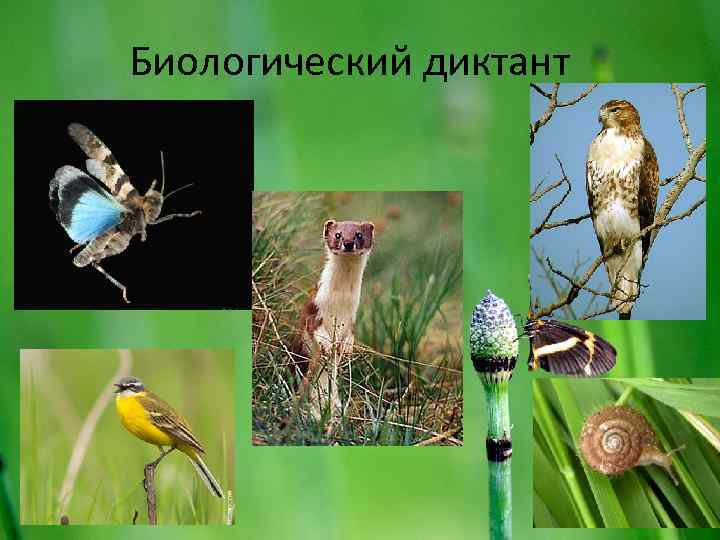 Биологический диктант 