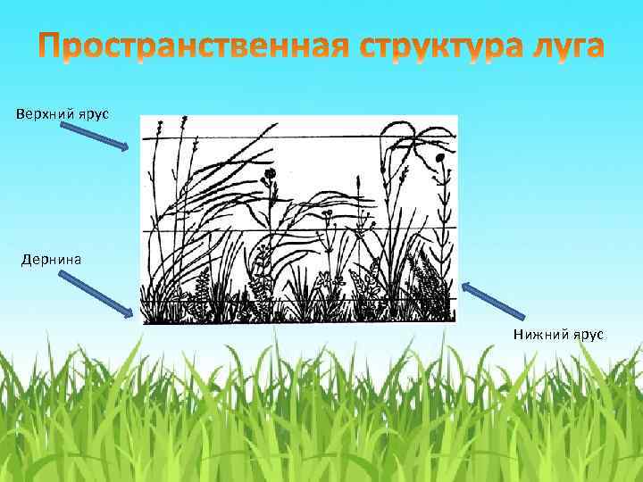 Для прослойки нижнего яруса