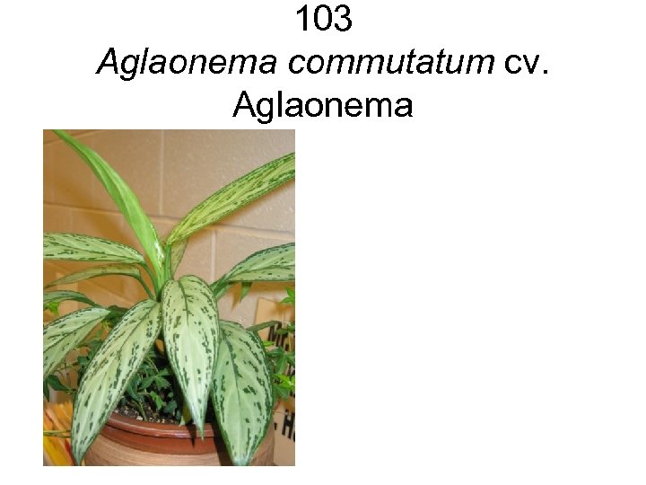 103 Aglaonema commutatum cv. Aglaonema 