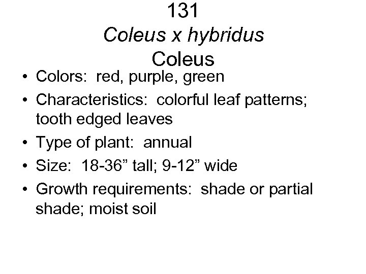 131 Coleus x hybridus Coleus • Colors: red, purple, green • Characteristics: colorful leaf
