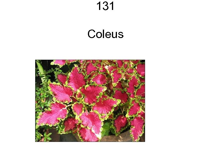131 Coleus 