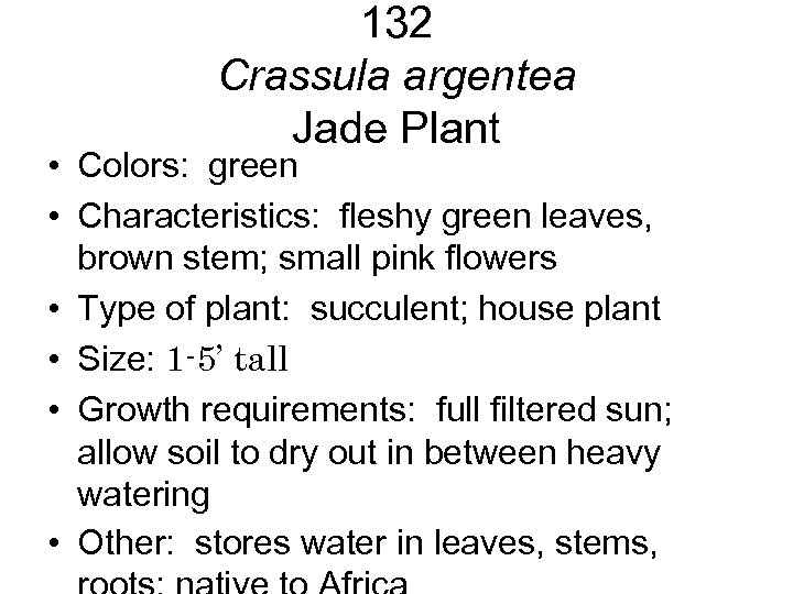 132 Crassula argentea Jade Plant • Colors: green • Characteristics: fleshy green leaves, brown